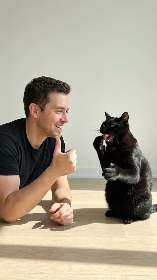 Clapping Cat AI: a black cat sits up and claps for its owner